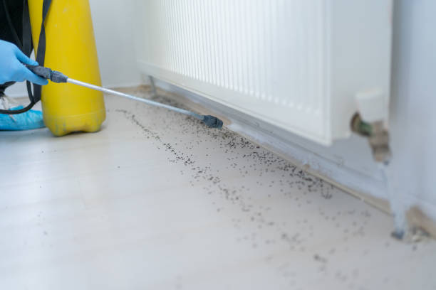 Best Termite Control Services  in Kalama, WA